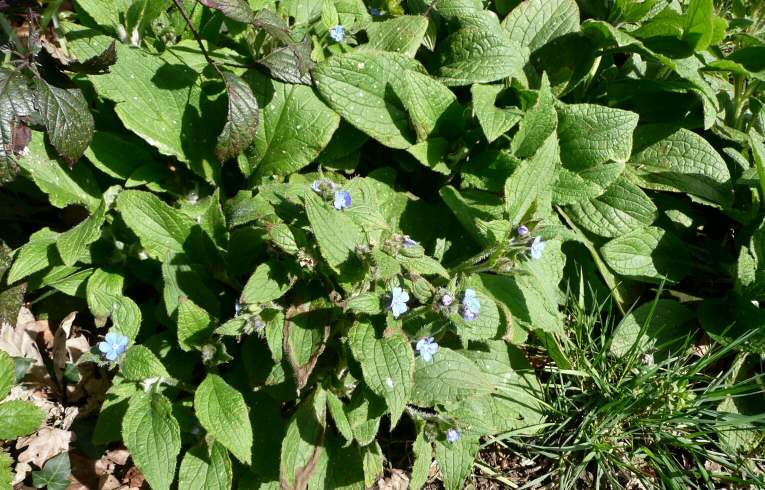 Green Alkanet
