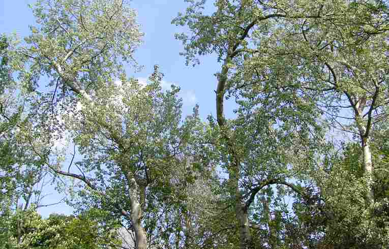 Populus x canescens