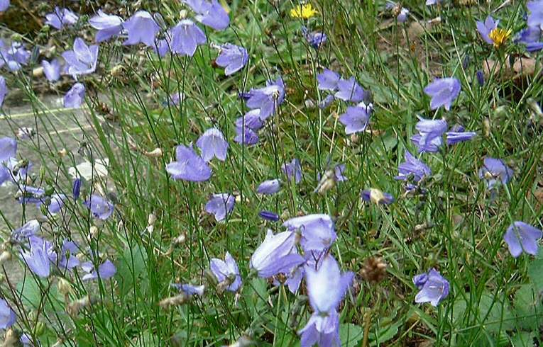Campanula rotundifolia