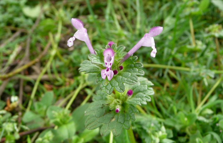 Henbit