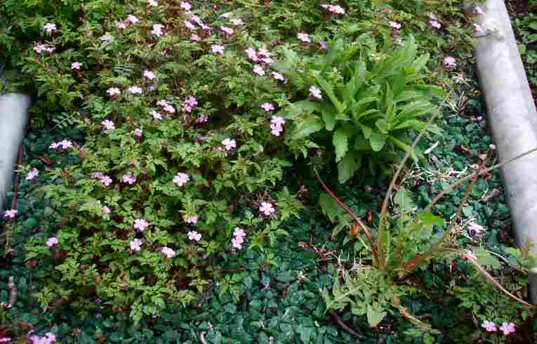 Geranium robertianum