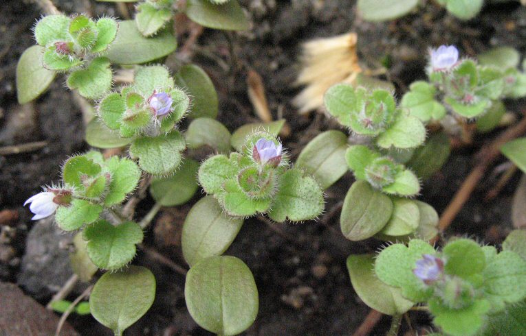 Ivy-leaved Speedwell