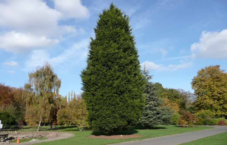 Leyland Cypress
