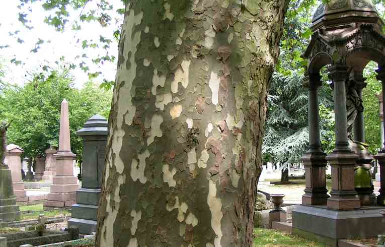 Platanus x hispanica