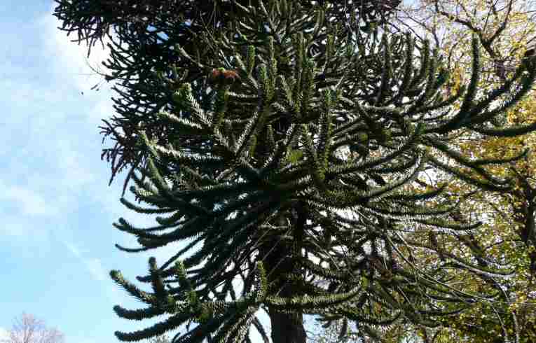 Monkey Puzzle
