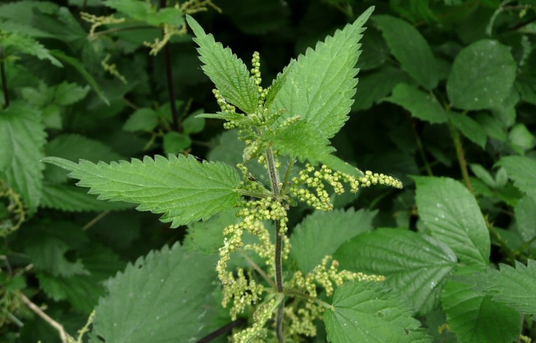 Nettle