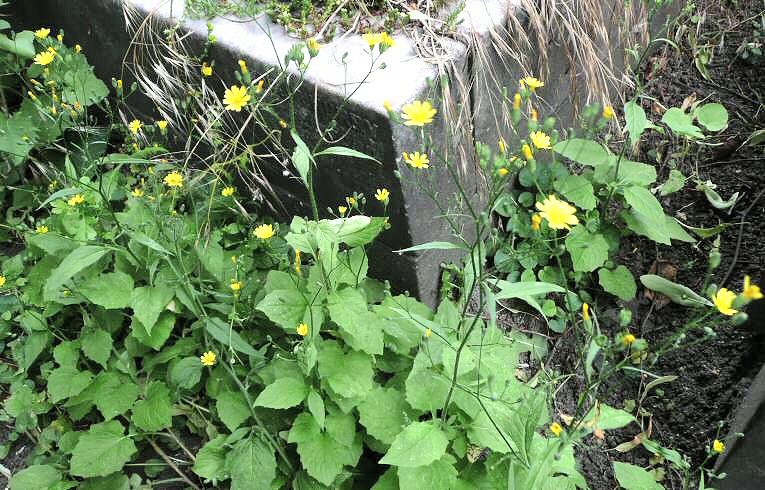 Nipplewort