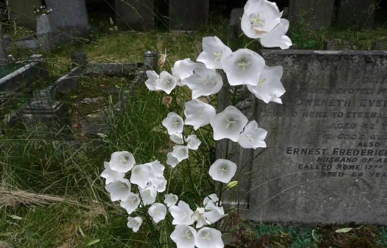 Peach-leaved Bellflower