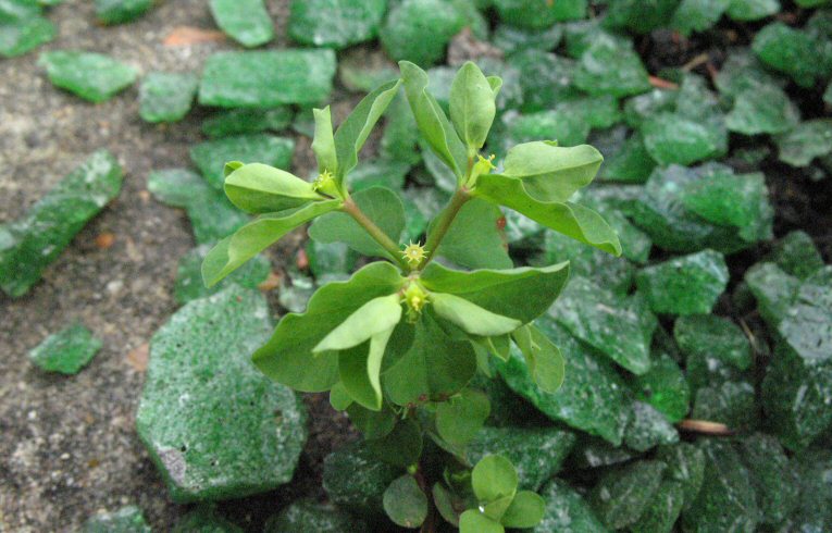 Petty Spurge