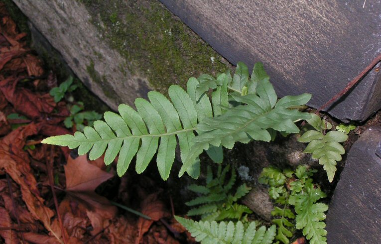 Polypody&nbsp;Polypodium vulgare