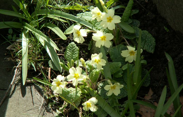 Primrose
