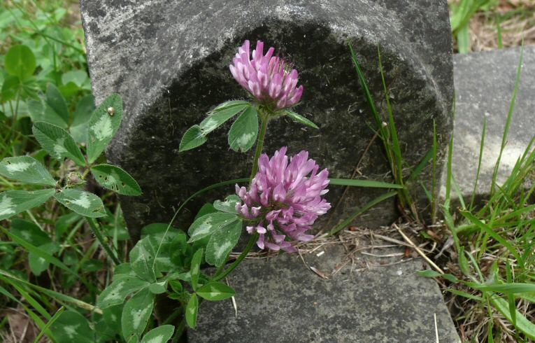 Red Clover