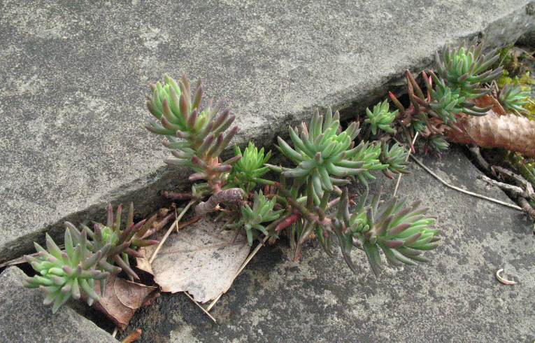Reflexed Stonecrop
