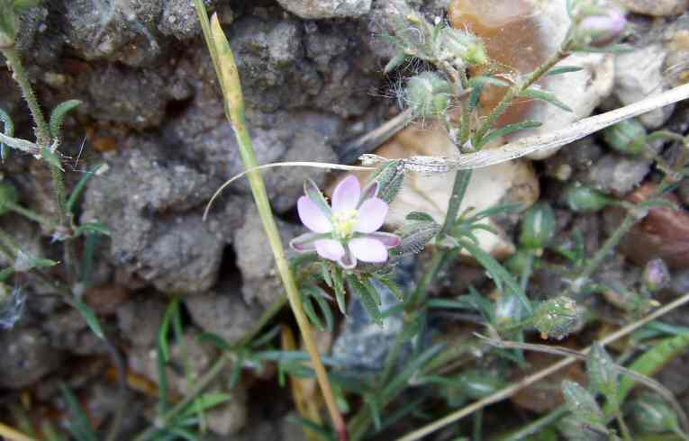 Spergularia rubra