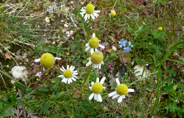 Scented Mayweed