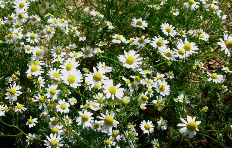 Tripleurospermum inodorum