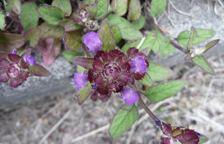 Selfheal Lamium amplexicaule