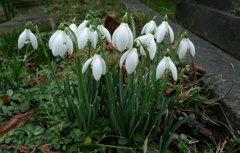 Snowdrop Galanthus nivalis