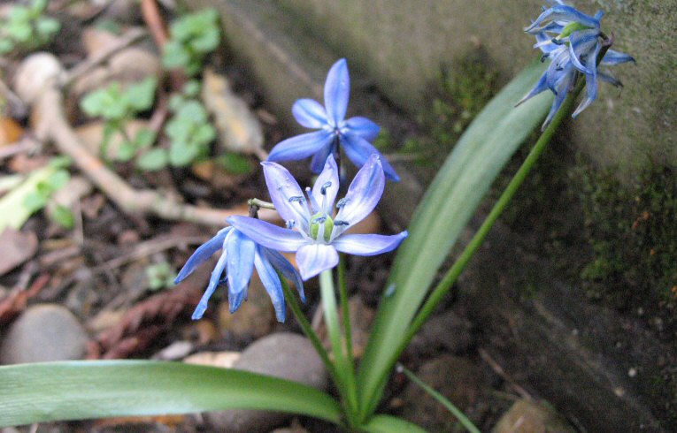Siberian Squill Scilla siberica