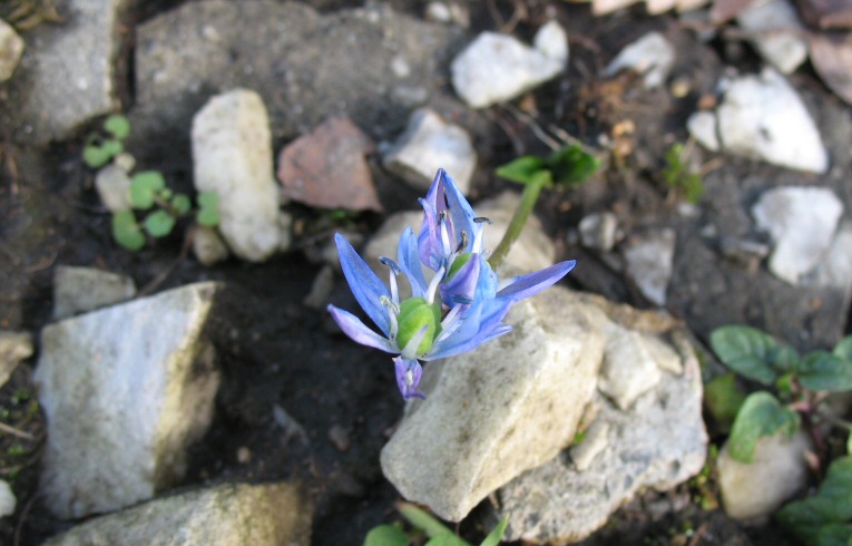Siberian Squill Scilla siberica