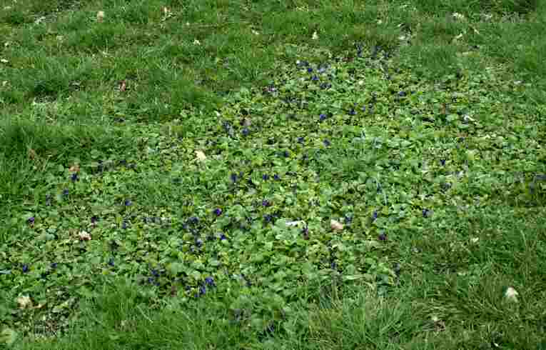 Sweet Violet Viola odorata