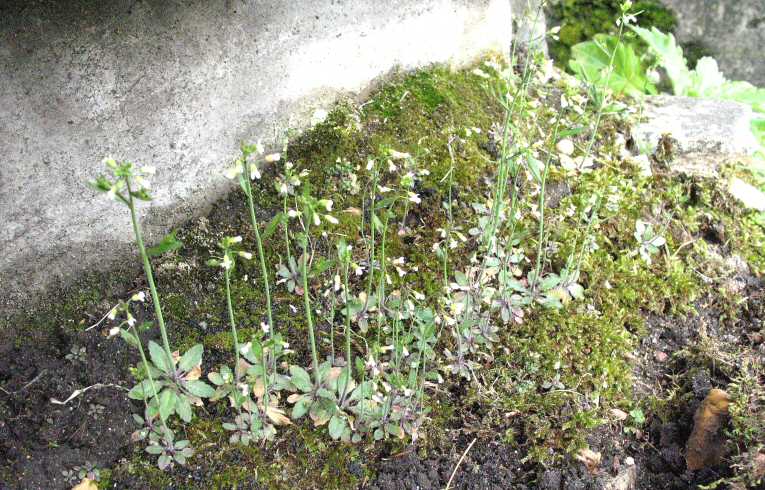 Thale Cress