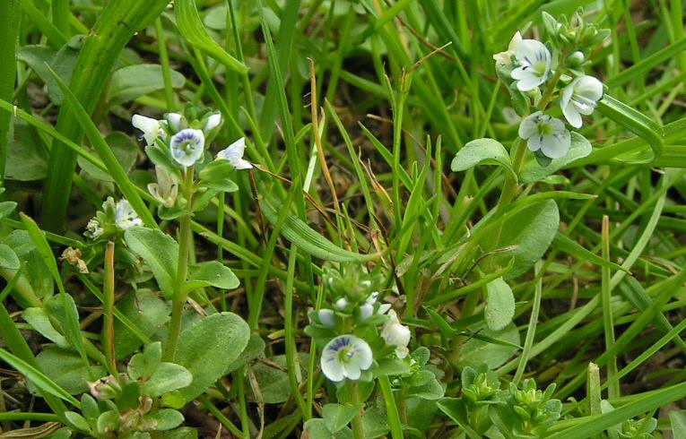 Thyme-leaved Speedwell