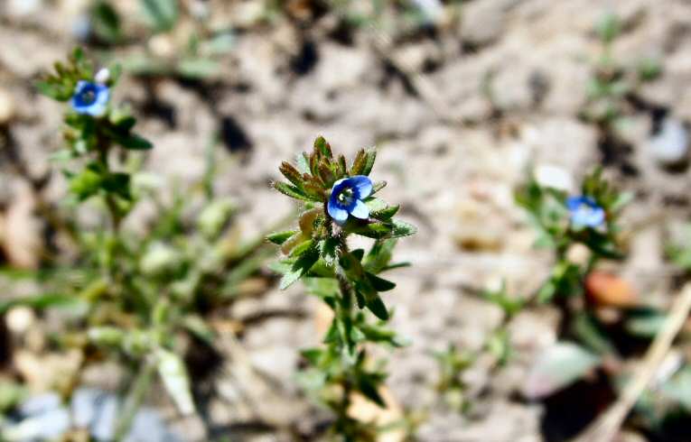 Veronica arvensis