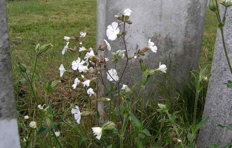 Silene latifolia