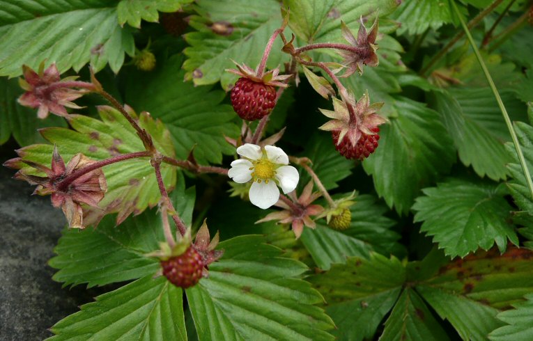 Wild Strawberry