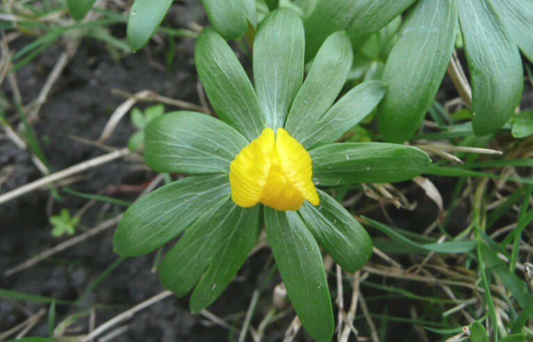 Winter Aconite
