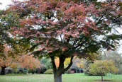 Amur Maple