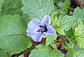 Apple of Peru