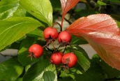 Brd-lvd Cockspur Thorn
