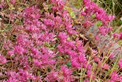 Caucasian Stonecrop