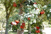 Chinese Scarlet Rowan