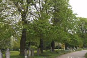 Common Lime 