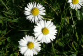 Daisy