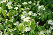 Dogwood 
