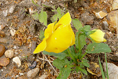Evening Primrose