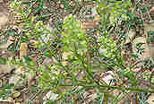 Garden Cress