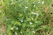 Goat's Rue