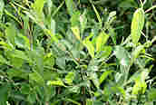 Grey Willow