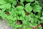 Ground Elder