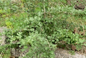 Hawthorn