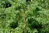Hemlock