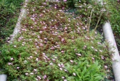 Herb Robert