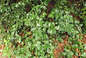 Highclere Holly