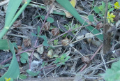 Hop Trefoil