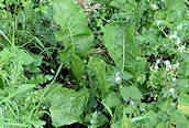 Horse Radish